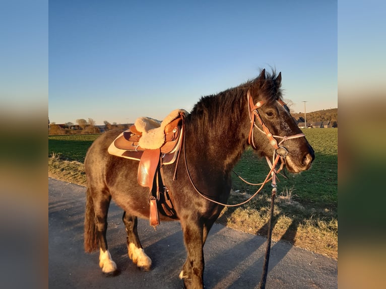 Tinker Mix Stute 8 Jahre 150 cm in Berching