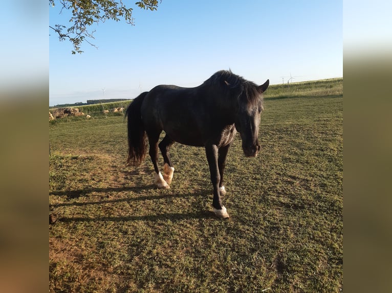 Tinker Mix Stute 8 Jahre 150 cm in Berching