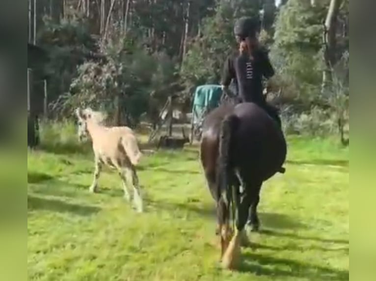 Tinker Stute 8 Jahre 150 cm Rappe in Heiligengrabe