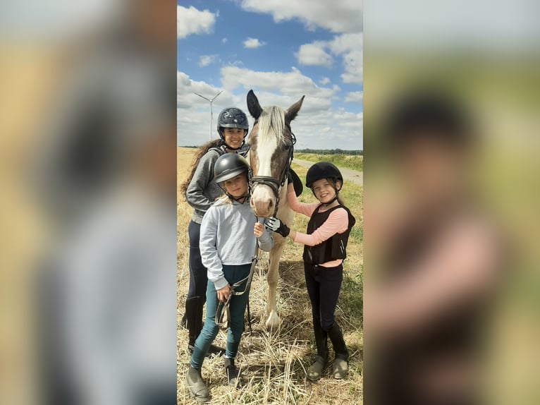 Tinker Stute 8 Jahre 150 cm Schecke in Berlin