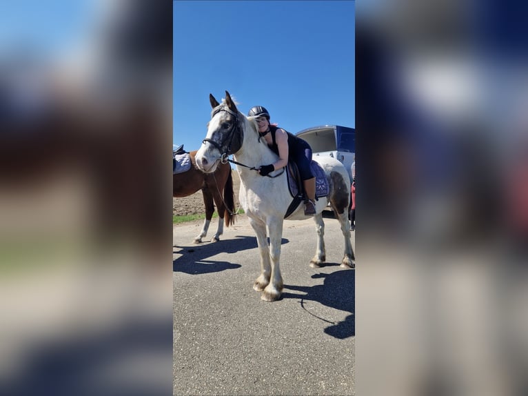 Tinker Stute 8 Jahre 150 cm Schecke in Berlin