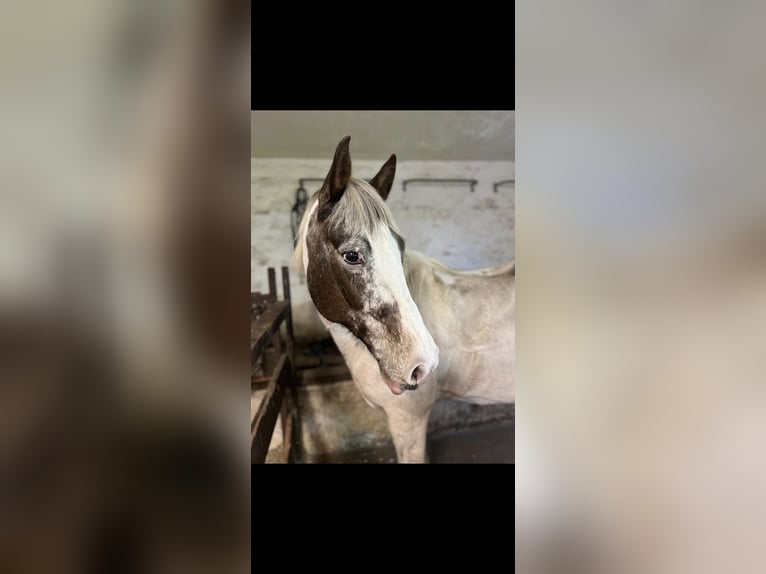 Tinker Stute 8 Jahre 150 cm Schecke in Berlin