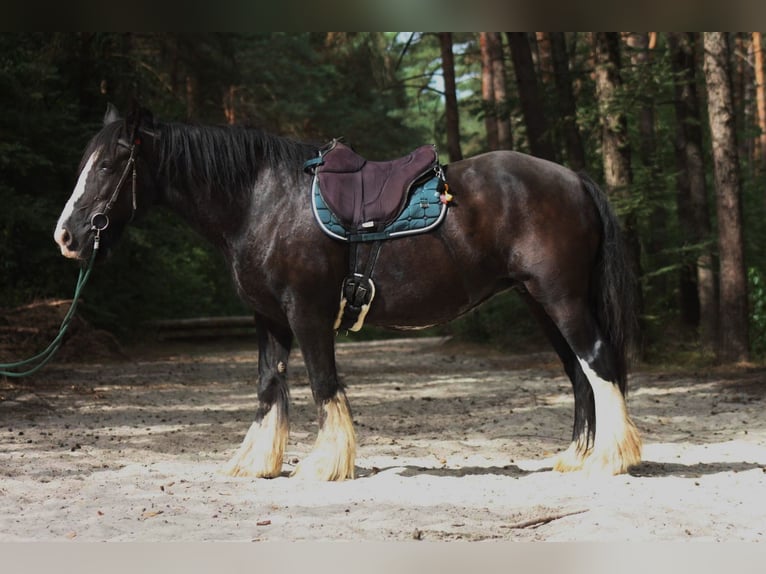 Tinker Stute 8 Jahre 152 cm Rappe in Lathen