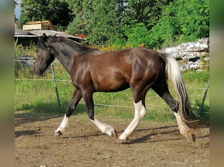 Tinker Mix Stute 8 Jahre 152 cm Rappe in Zerbst