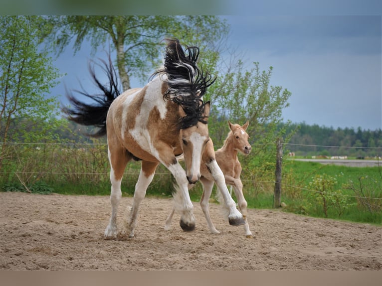 Tinker Mix Stute 8 Jahre 158 cm Falbe in Ruinen