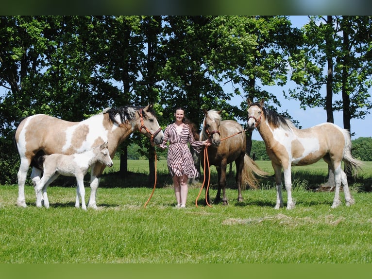 Tinker Mix Stute 8 Jahre 158 cm Falbe in Ruinen