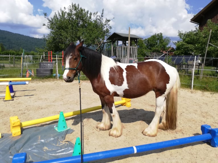 Tinker Stute 8 Jahre 158 cm in Oberstdorf