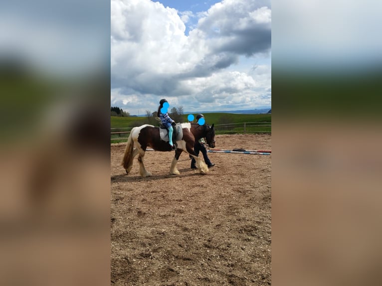 Tinker Stute 8 Jahre 158 cm in Oberstdorf