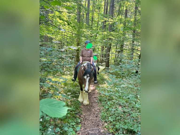 Tinker Stute 8 Jahre 158 cm in Oberstdorf