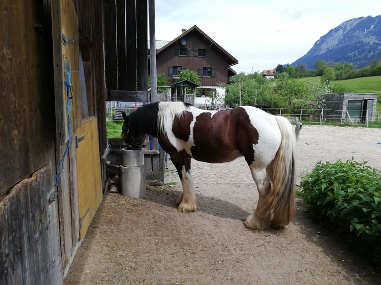 Tinker Stute 8 Jahre 158 cm in Oberstdorf
