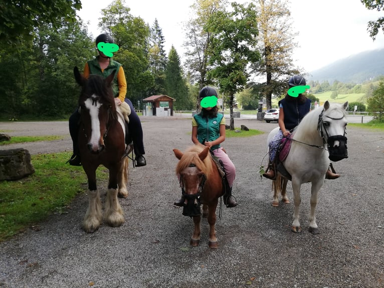 Tinker Stute 8 Jahre 158 cm in Oberstdorf