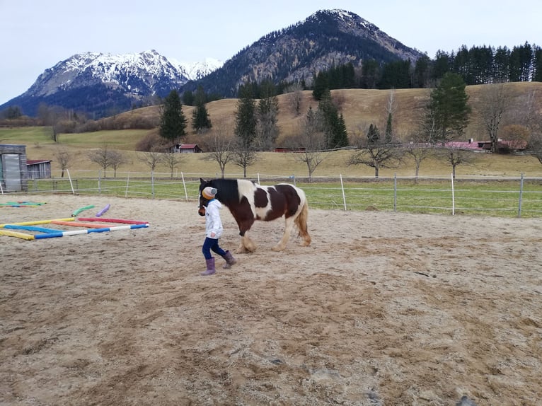 Tinker Stute 8 Jahre 158 cm in Oberstdorf