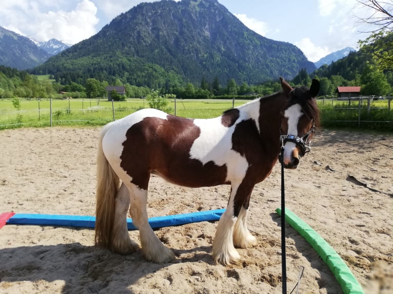 Tinker Stute 8 Jahre 158 cm in Oberstdorf