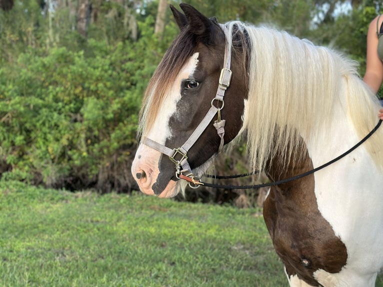 Tinker Mix Stute 8 Jahre 163 cm Schecke in Bunnell Florida