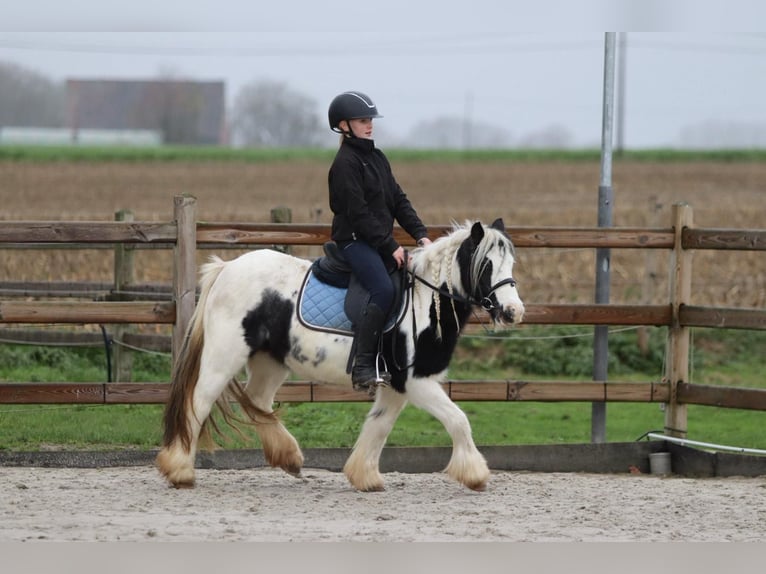 Tinker Stute 9 Jahre 120 cm Schecke in Bogaarden