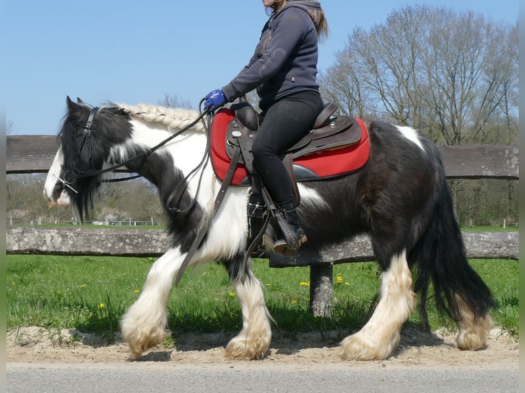 Tinker Stute 9 Jahre 129 cm Schecke in Lathen