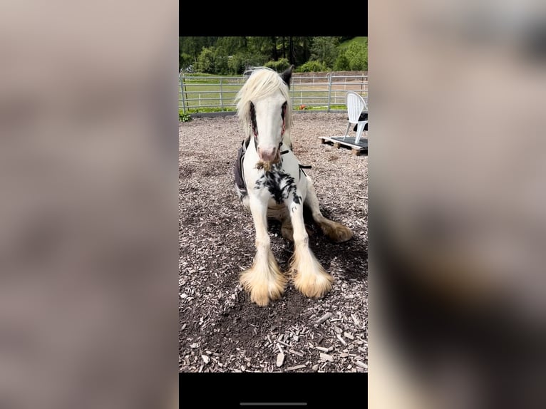 Tinker Mix Stute 9 Jahre 135 cm Schecke in Valchava