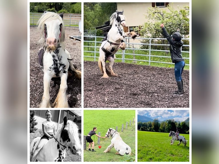 Tinker Mix Stute 9 Jahre 135 cm Schecke in Valchava