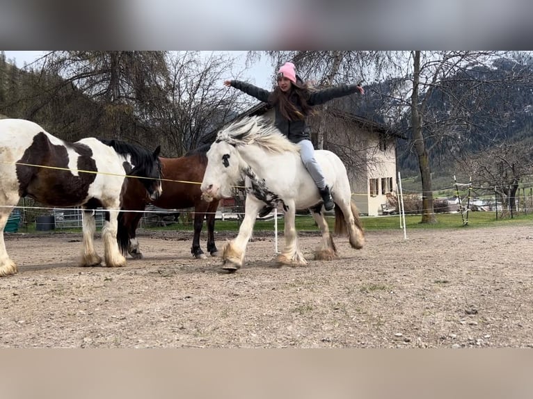 Tinker Mix Stute 9 Jahre 135 cm Schecke in Valchava