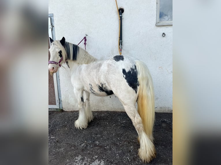 Tinker Mix Stute 9 Jahre 135 cm Schecke in Valchava