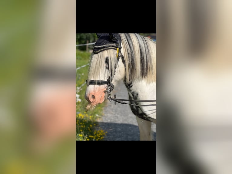 Tinker Mix Stute 9 Jahre 135 cm Schecke in Valchava