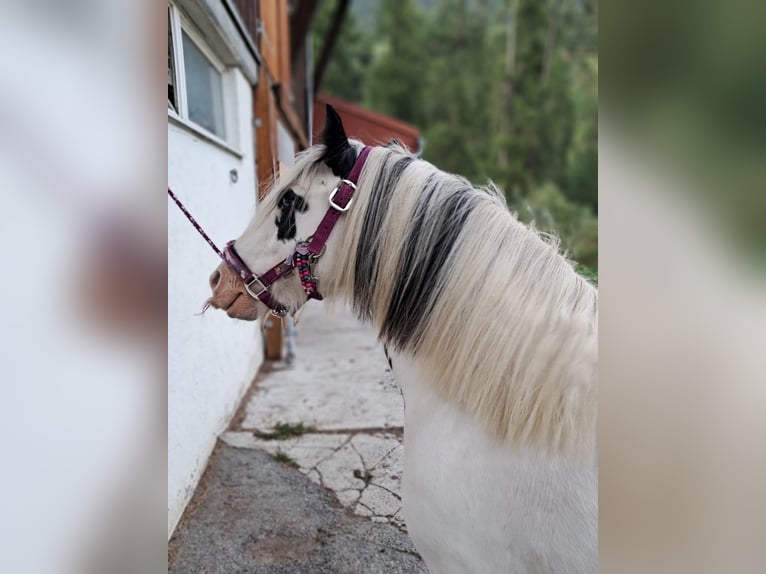 Tinker Mix Stute 9 Jahre 135 cm Schecke in Valchava
