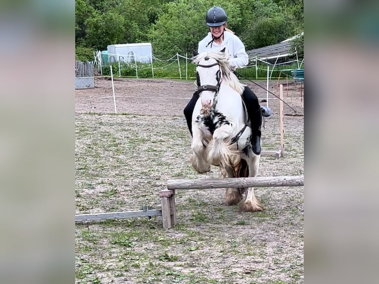 Tinker Mix Stute 9 Jahre 135 cm Schecke in Valchava