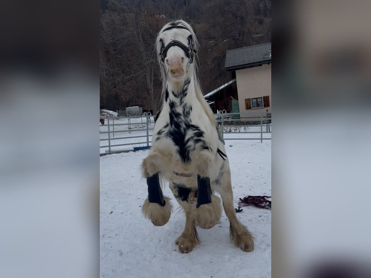 Tinker Mix Stute 9 Jahre 135 cm Schecke in Valchava