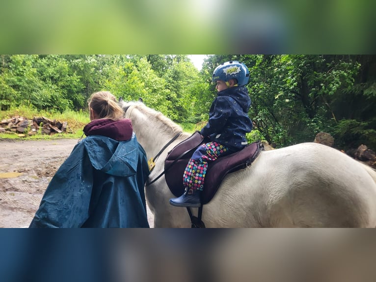 Tinker Stute 9 Jahre 136 cm in Hagen