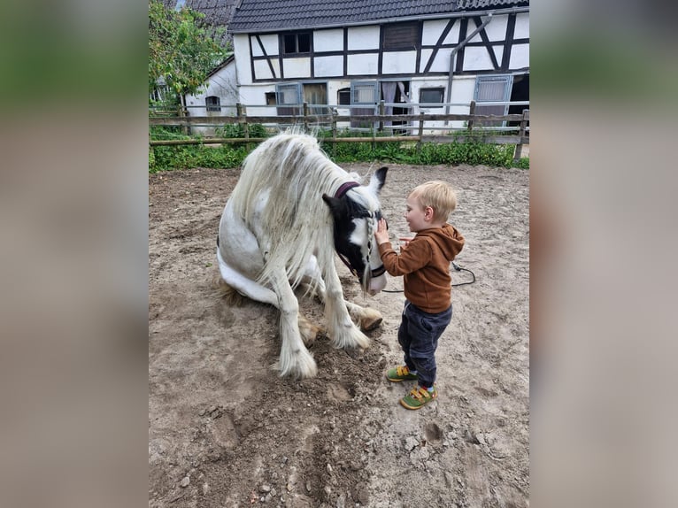 Tinker Stute 9 Jahre 136 cm in Hagen