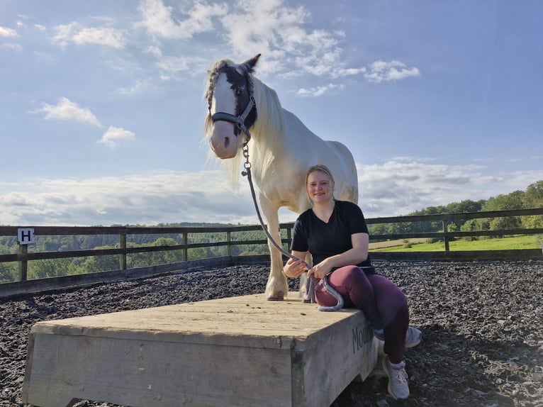 Tinker Stute 9 Jahre 136 cm in Hagen