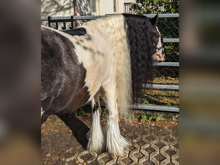 Tinker Stute 9 Jahre 136 cm in Buchloe