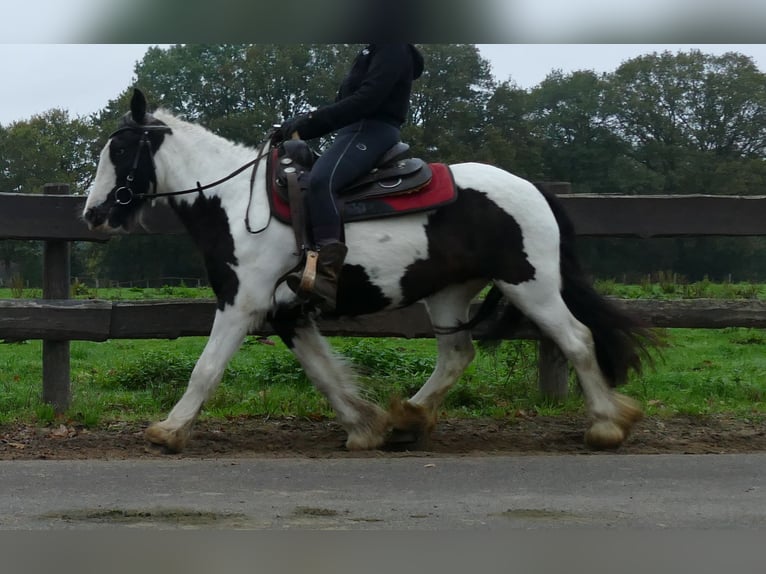 Tinker Stute 9 Jahre 139 cm Schecke in Lathen
