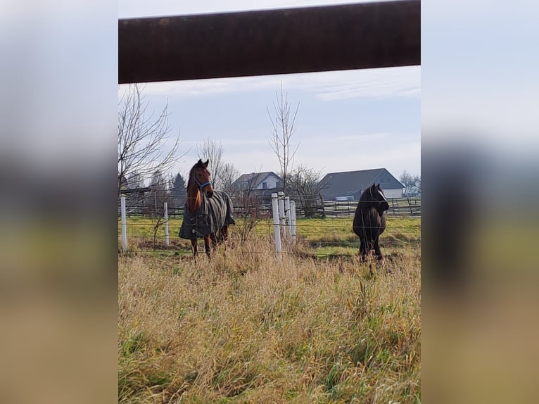 Tinker Stute 9 Jahre 140 cm in Unterrohrbach