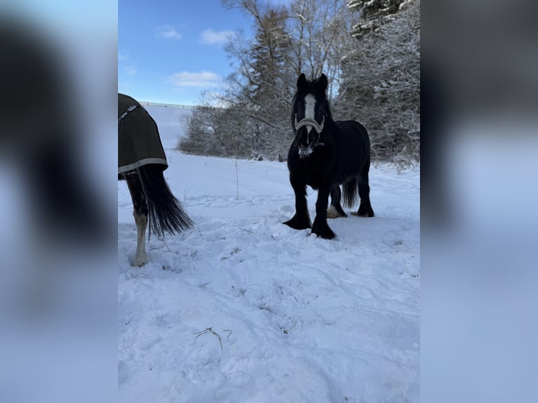 Tinker Stute 9 Jahre 140 cm Rappe in Harzgerode