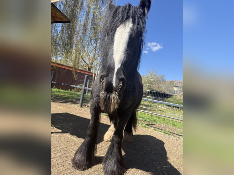 Tinker Stute 9 Jahre 140 cm Rappe in Harzgerode