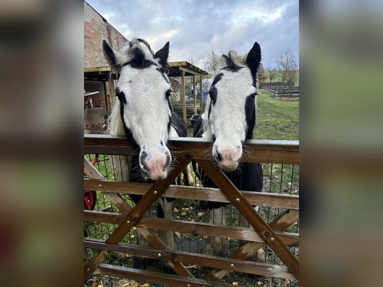 Tinker Stute 9 Jahre 140 cm Tobiano-alle-Farben in Gol&#xDF;en