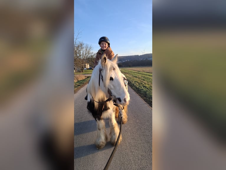Tinker Stute 9 Jahre 141 cm Schecke in Brakel