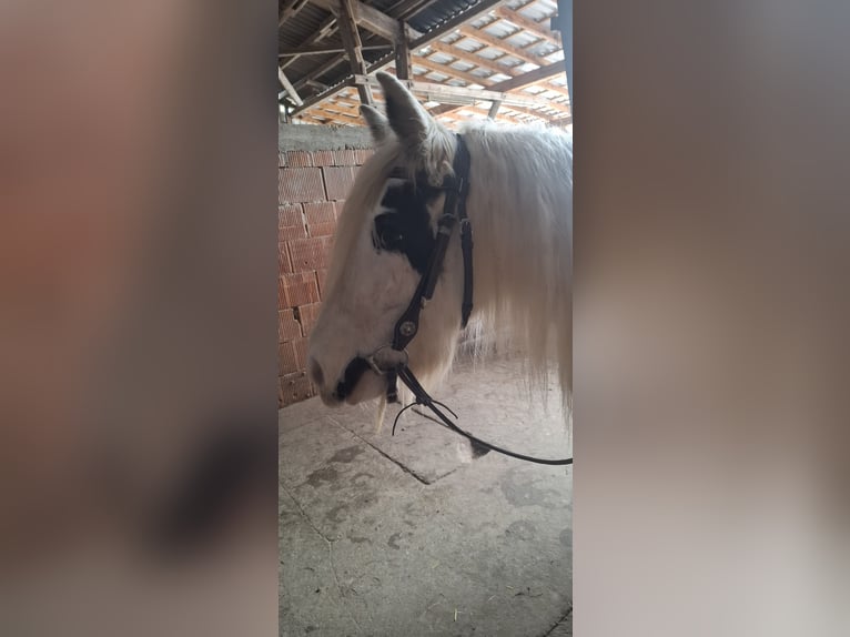 Tinker Stute 9 Jahre 141 cm Schecke in Brakel