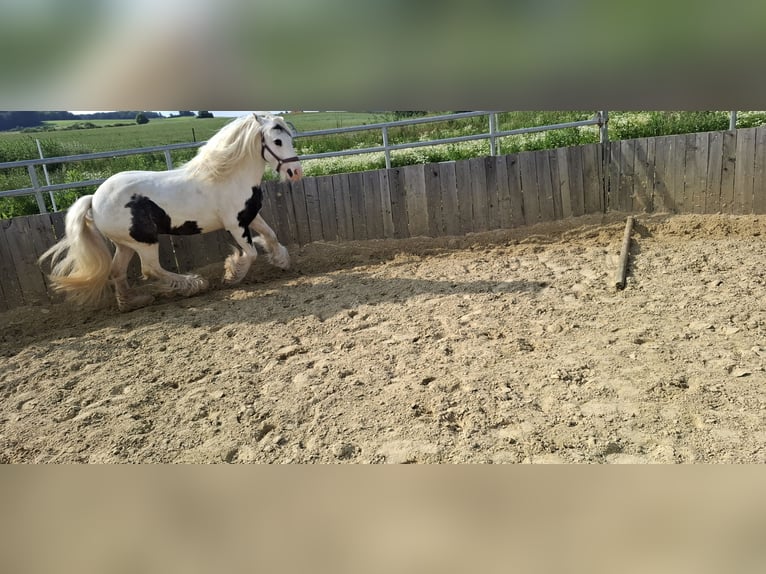 Tinker Stute 9 Jahre 141 cm Schecke in Brakel