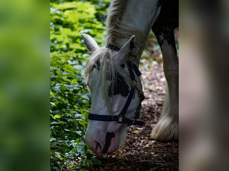 Tinker Stute 9 Jahre 141 cm Schecke in Brakel