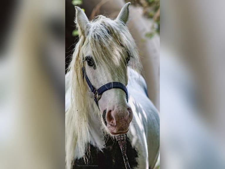 Tinker Stute 9 Jahre 141 cm Schecke in Brakel