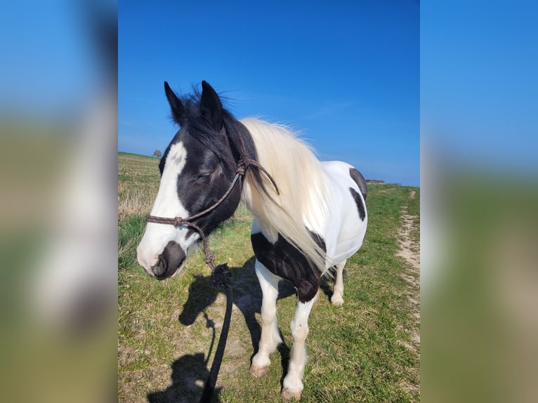 Tinker Mix Stute 9 Jahre 142 cm Schecke in Schweinfurt