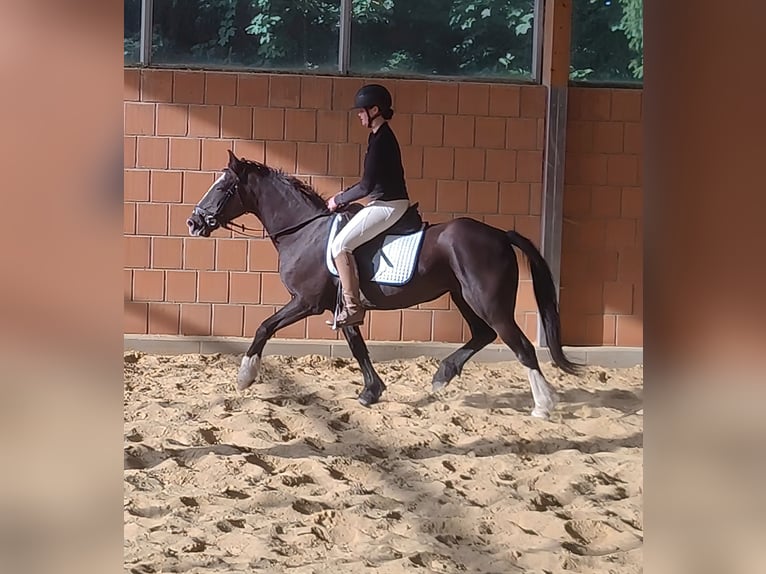 Tinker Stute 9 Jahre 144 cm Rappe in Lage