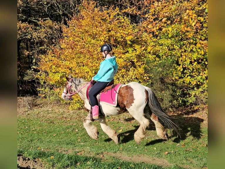 Tinker Stute 9 Jahre 144 cm Schecke in Linkenbach Tinker Stute 9 Jahre 144 cm Schecke in Linkenbach