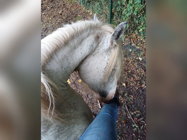 Tinker Stute 9 Jahre 146 cm Roan-Blue in Assen