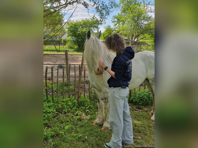 Tinker Stute 9 Jahre 146 cm Roan-Blue in Assen