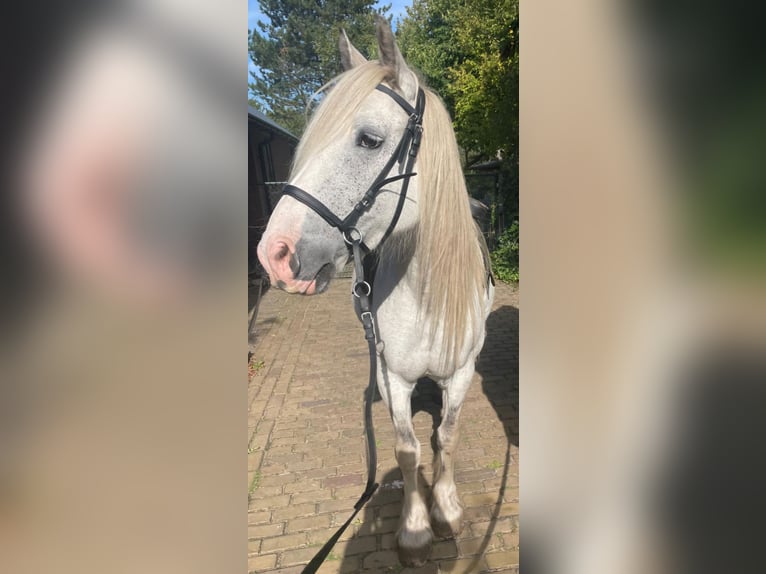 Tinker Stute 9 Jahre 146 cm Roan-Blue in Assen