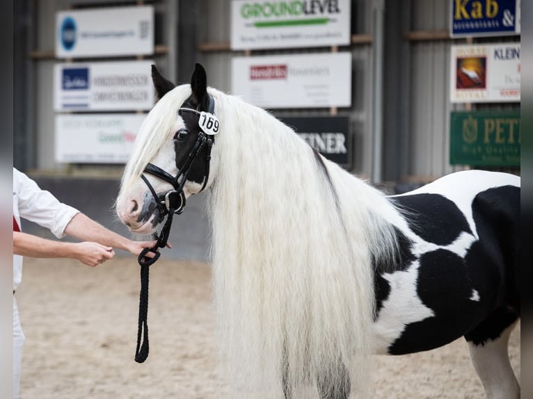 Tinker Stute 9 Jahre 148 cm Schecke in Apeldoorn