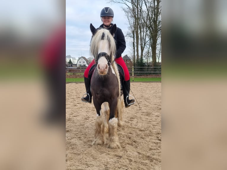 Tinker Stute 9 Jahre 148 cm Schecke in Apeldoorn